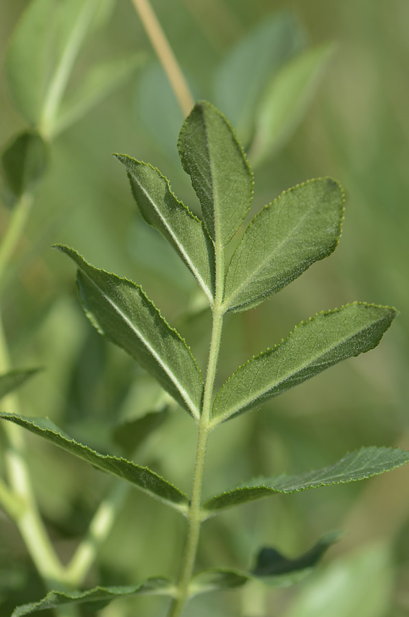 Dictamnus albus / Limonella